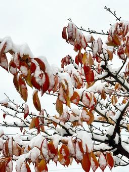 紅葉と雪 紅葉,秋,雪の写真素材