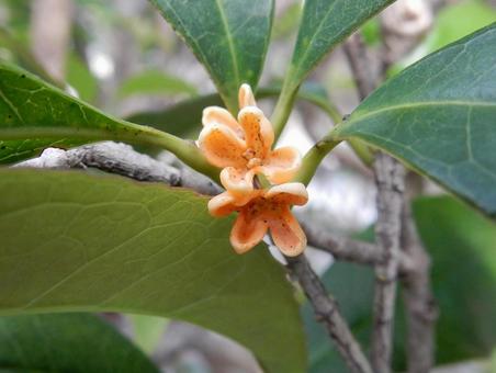 【花の写真】キンモクセイ/金木犀 【花の写真】キンモクセイ/金木犀 キンモクセイ,金木犀,植物の写真素材