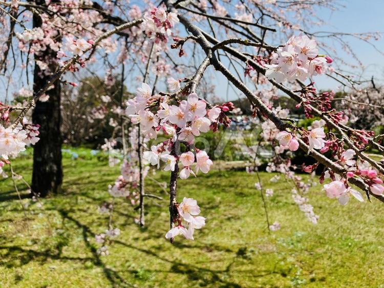 美しいピンクの桜の枝 桜,綺麗,春の写真素材