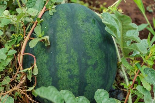 畑で食べごろに育つスイカ 畑で食べごろに育つスイカ 野菜,畑,農業の写真素材