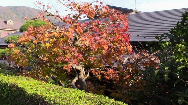 あいかわ公園秋の紅葉 あいかわ公園秋の紅葉の写真
