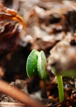 枝豆の芽 枝豆の芽 枝豆,発芽,種まきの写真素材