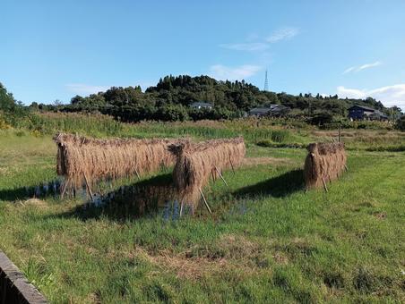 稲架掛け 稲架掛け,収穫,米の写真素材