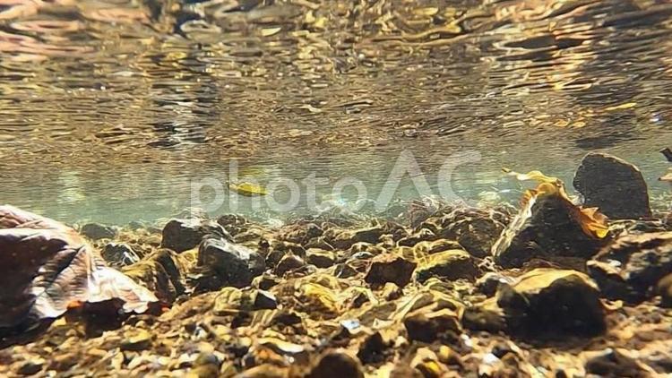 水中写真　明るい日光が差し込む渓流 水中,水中写真,渓流の写真素材