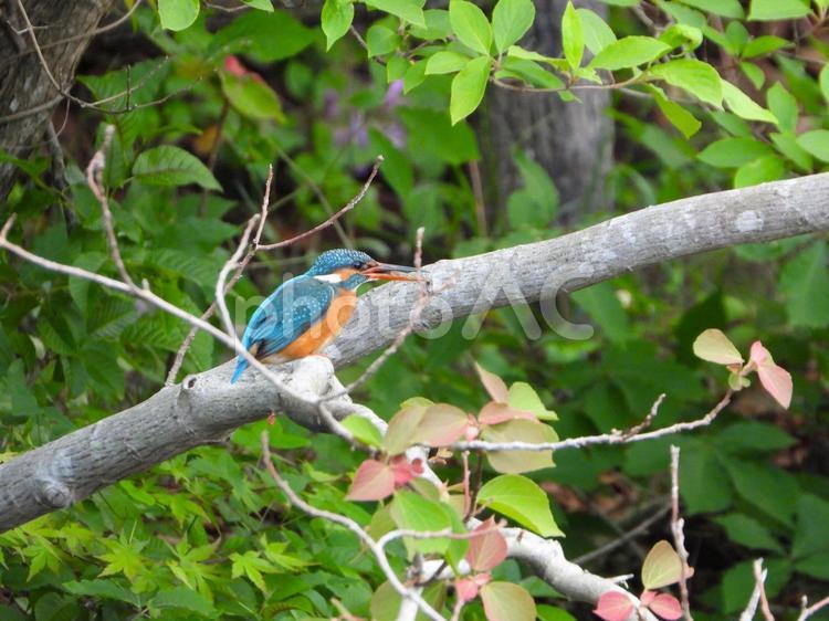 アカメカシワの枝にいるカワセミ カワセミ,鳥,野鳥の写真素材