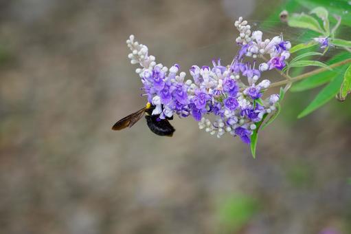 ニンジンボクとクロマルハナバチ(28) 花,蜂,セイヨウニンジンボクの写真素材