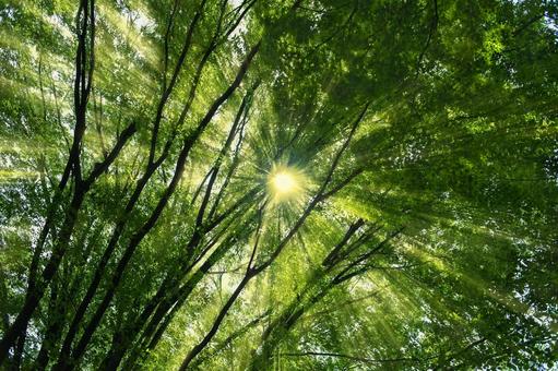 緑の木　太陽光 森,緑,木の写真素材