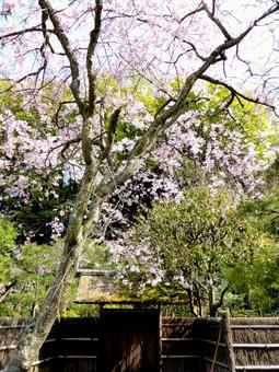 北鎌倉・東慶寺境内の桜と庭園の垣根 北鎌倉・東慶寺境内の桜と庭園の垣根の写真