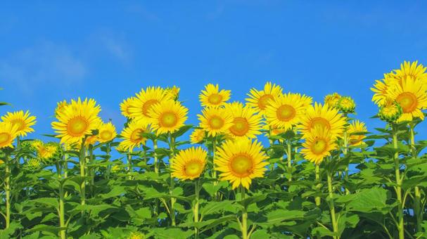 夏のイメージ 夏のイメージ ひまわり,夏,花の写真素材