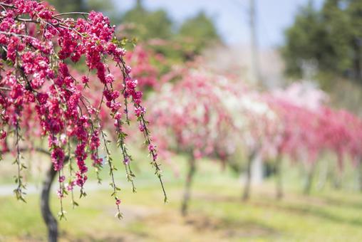 春の訪れを告げる満開のしだれ桃 桃,しだれ桃,花桃の写真素材