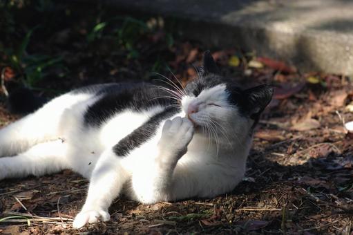 Black and white cat grooming itself in a flower bed①, JPG