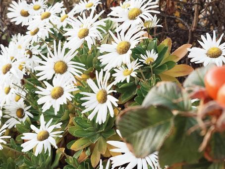 ハマギクの花 ハマギク,菊,自然の写真素材