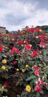 バラ 薔薇,美しい,赤の写真素材