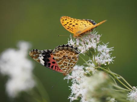 白い花の上で求愛する蝶 白い花の上で求愛する蝶の写真