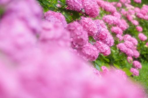 美しい紫陽花_ソフトイメージの写真