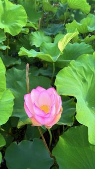 孤独であるが故に目立つ蓮 蓮,ピンク,自然の写真素材