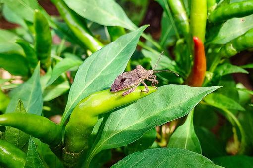 野菜の害虫 ホオズキカメムシ 野菜の害虫 ホオズキカメムシ カメムシ,ホオズキカメムシ,葉の写真素材