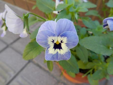 【花の写真】ピオラ ビオラ,三色菫,植物の写真素材