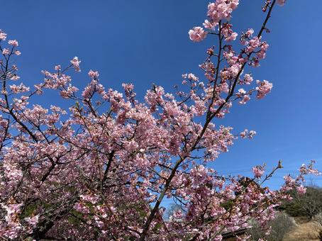 桜の木 桜の木 桜,さくら,サクラの写真素材