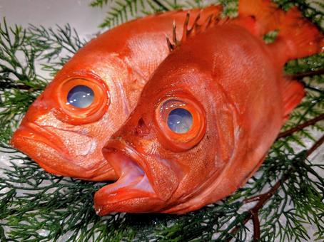 キントキダイ キントキダイ 金時鯛,チカメキントキ,魚の写真素材