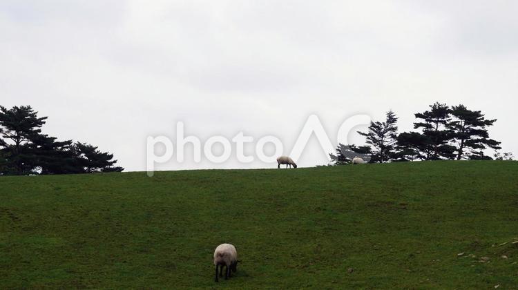 羊のいる牧場の風景 牧場,羊,ひつじの写真素材