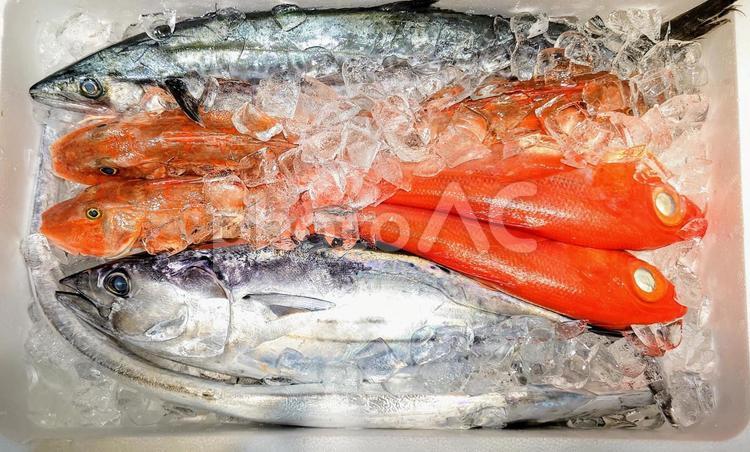 鮮魚　仕入れ 魚,魚屋,市場の写真素材