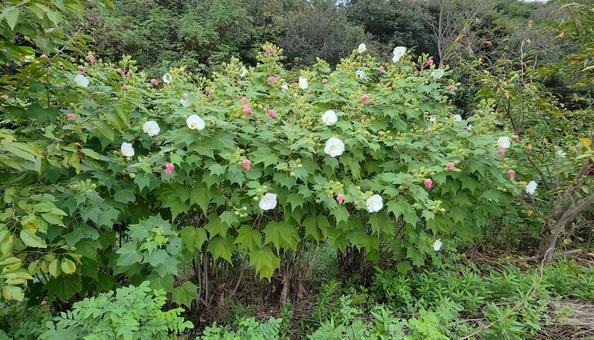 酔芙蓉の茂み 酔芙蓉の茂み 酔芙蓉.,茂み,植物の写真素材