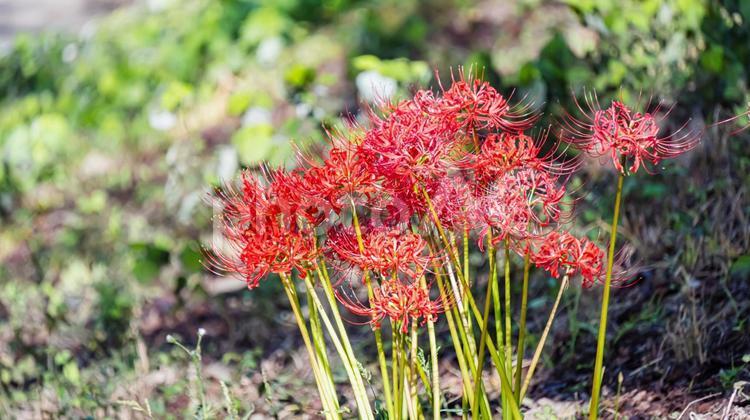 権現堂の彼岸花 彼岸花,花,ヒガンバナの写真素材