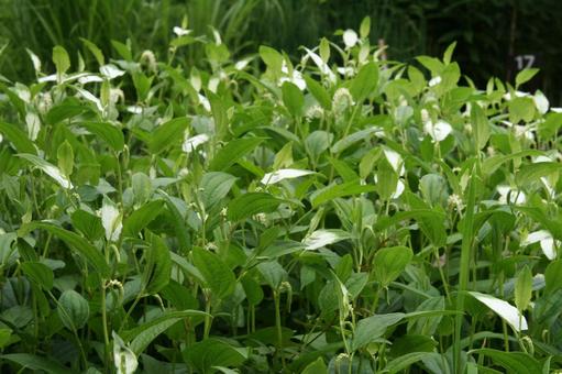 ハンゲショウ・半夏生　自然風景 水辺群生,涼しげ,葉の付け根の写真素材