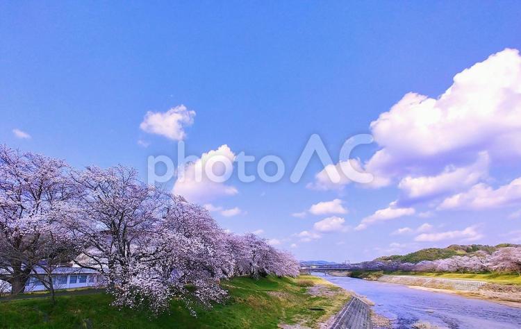 春の風景/河川堤防の桜並木・三刀屋川 春の風景,桜並木,春の写真素材
