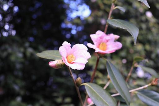 Two Camellias, JPG
