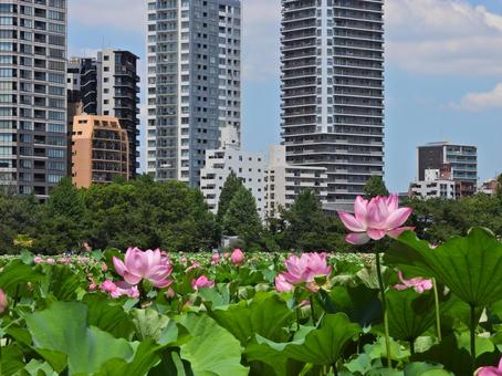 都会の風景、不忍池蓮とビル 都会の風景、不忍池蓮とビル ビル,空,晴れの写真素材