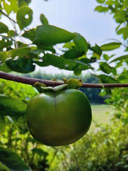 柿 果物,秋の果物,緑色の写真素材