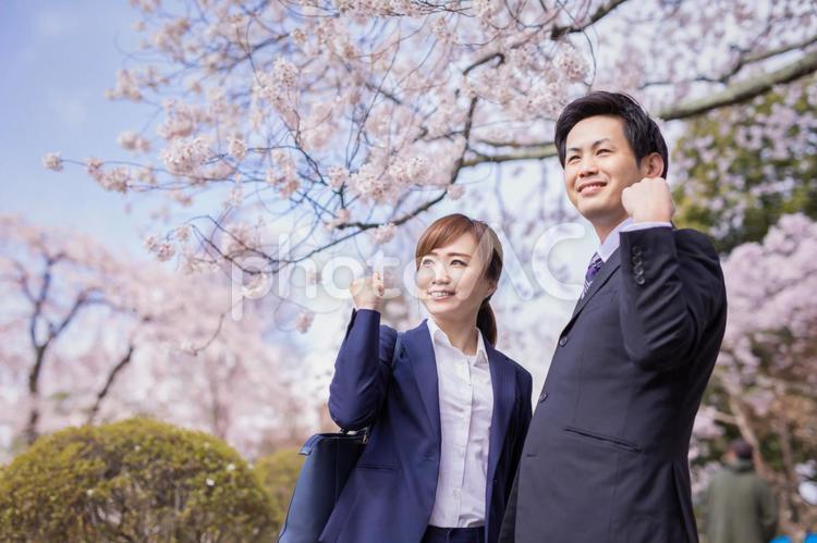 桜と会社員 仕事,桜,入社の写真素材