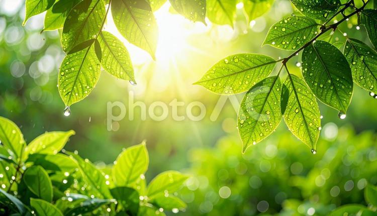 新緑と水滴と木漏れ日の写真素材 新緑,木漏れ日,雨上がりの写真素材