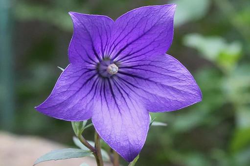 キキヨウの花 ききょう,桔梗,紫色の写真素材