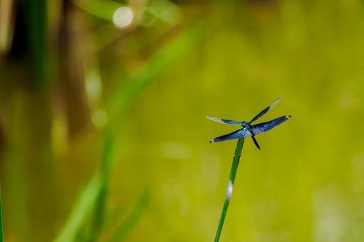 Butterfly dragonfly⑼, JPG Butterfly dragonfly⑼, JPG