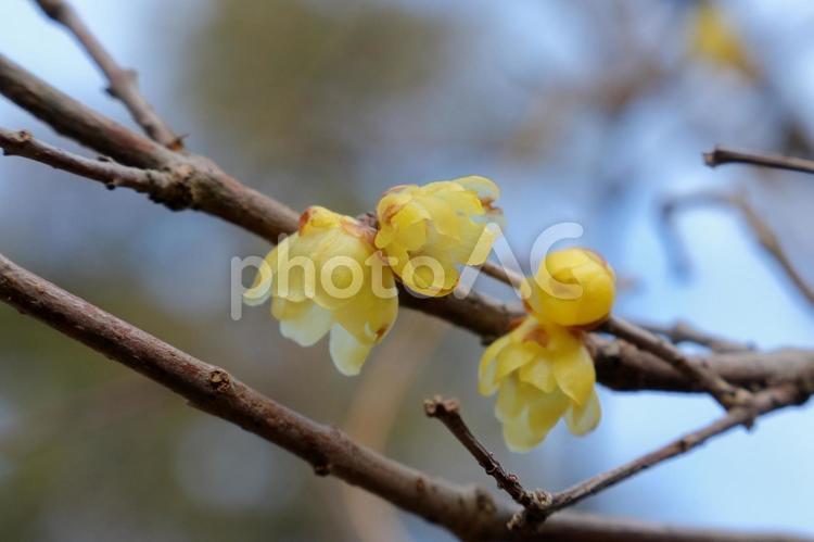 黄色い梅の花 蝋梅 蝋梅,ろうばい,黄色い梅の花の写真素材