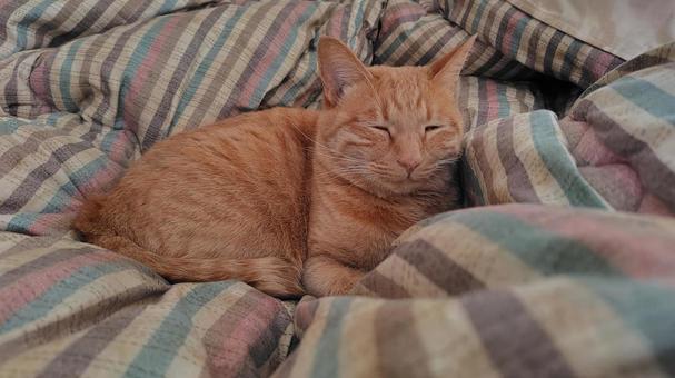 睡眠中の茶トラ 猫,cat,茶トラの写真素材