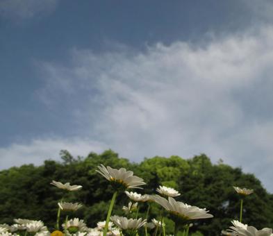 ノースポール  ノースポールの写真