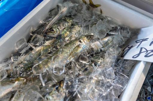 氷に入った新鮮な市場のアジの箱 アジ,鯵,魚の写真素材