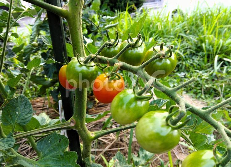 ミニトマト　５ ミニトマト,野菜,栽培の写真素材