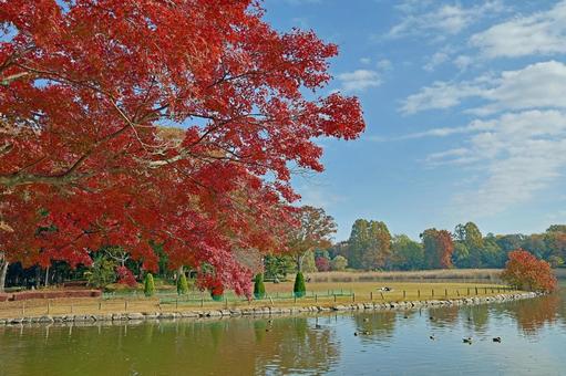 洞峰公園の紅葉したモミジ 紅葉,もみじ,洞峰公園の写真素材
