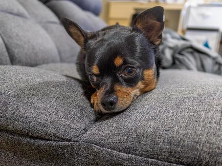 ソファで寝る小型犬・チワワ・ミニピン ソファで寝る小型犬・チワワ・ミニピンの写真