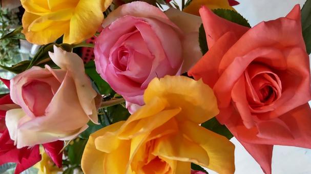 Photo, rose, colorful, flour, 