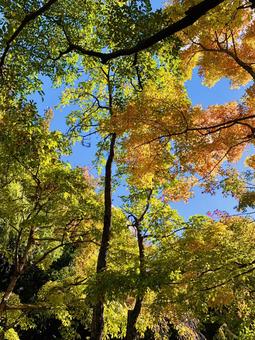 青空と紅葉 庭,美しい,景色の写真素材