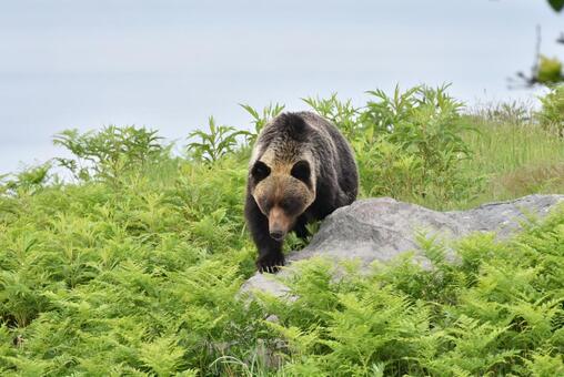 野生のヒグマ ヒグマ,クマ,野生の写真素材