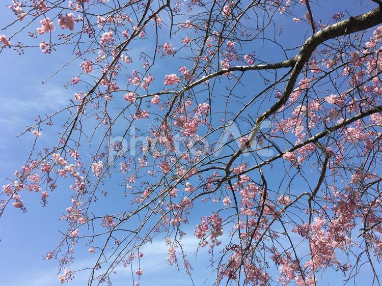 八重のさくら　開花　花 桜,枝垂れ桜,八重桜の写真素材