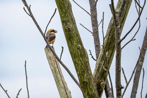Shrike ⑸, JPG