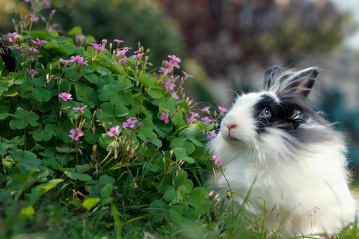 ペットのうさぎ ペットのうさぎ うさぎ,ペット,動物の写真素材